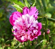 31st May 2024 - My Favorite Peony