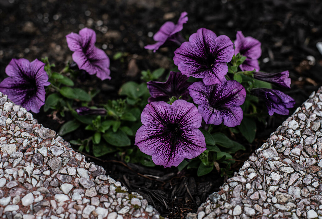 Petunias by darchibald