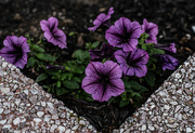 5th Jun 2024 - Petunias