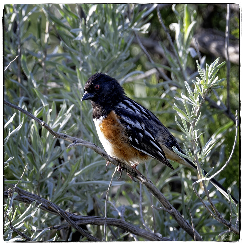Spotted Towhee by bluemoon