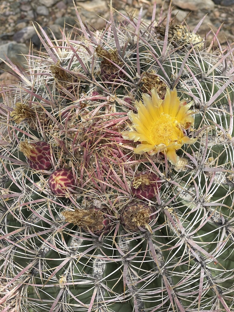 6 4 Fishhook cactus flower by sandlily