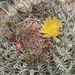 6 4 Fishhook cactus flower