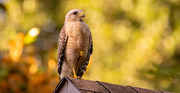 5th Jun 2024 - Red Shouldered Hawk on the Roof!