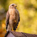 Red Shouldered Hawk on the Roof! by rickster549