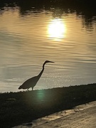 4th Jun 2024 - 6 4 Heron with reflection of Sun