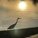 6 4 Heron with reflection of Sun by sandlily