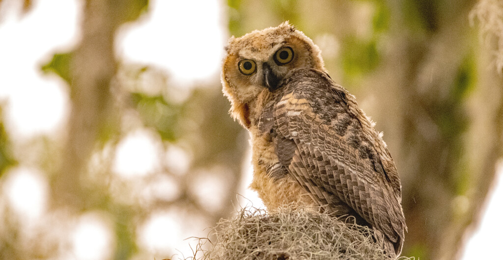 Was Afraid that the Great Horned Owl Had Moved On! by rickster549