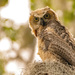 Was Afraid that the Great Horned Owl Had Moved On! by rickster549