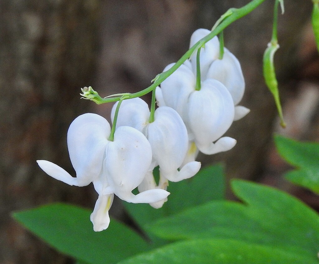 Bleeding Heart by sunnygreenwood