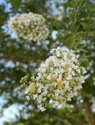 6th Jun 2024 - Crape Myrtle (Lagerstroemia)