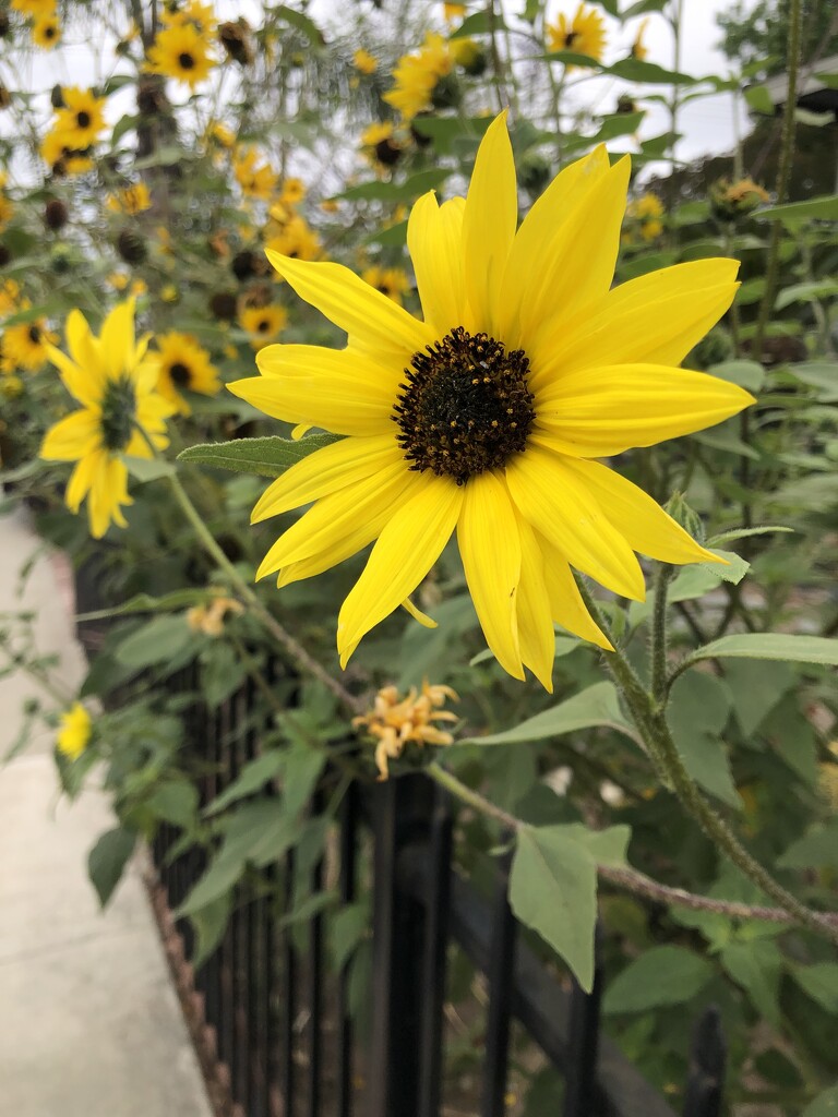 Sunflower by loweygrace