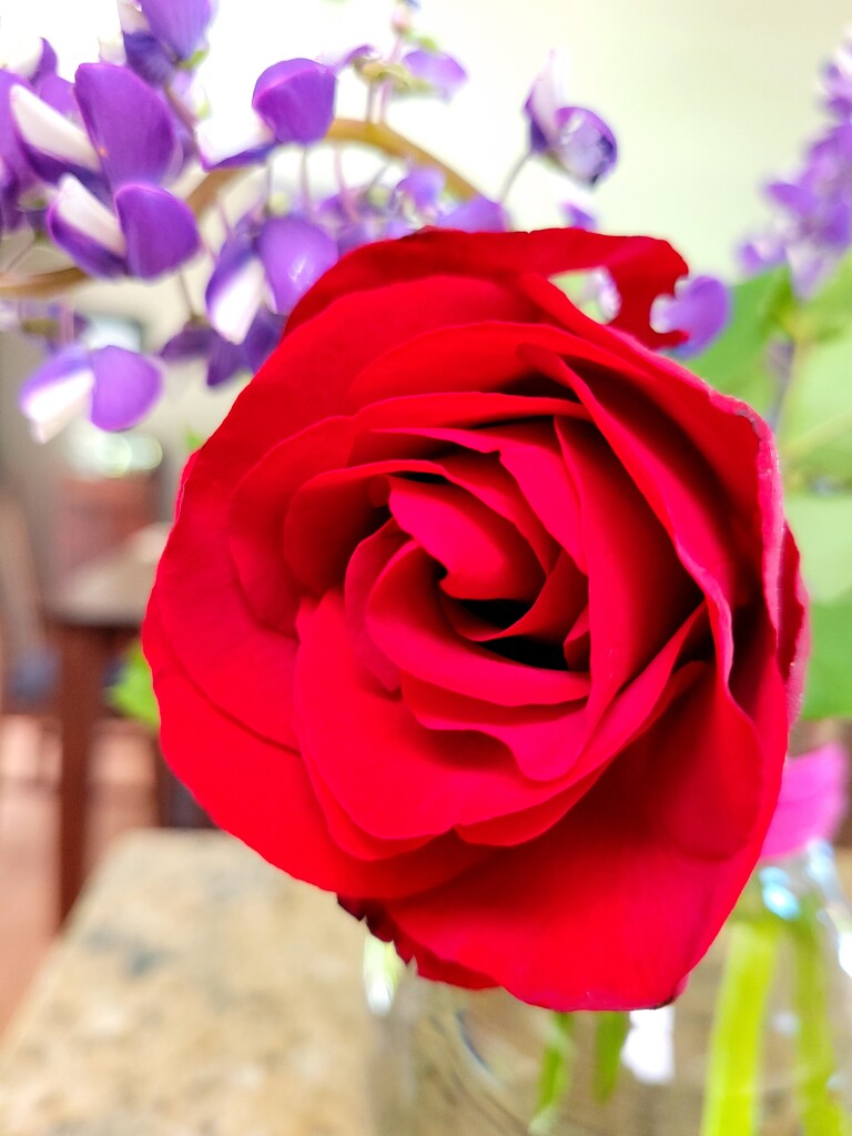Red, Red Rose by kimmer50