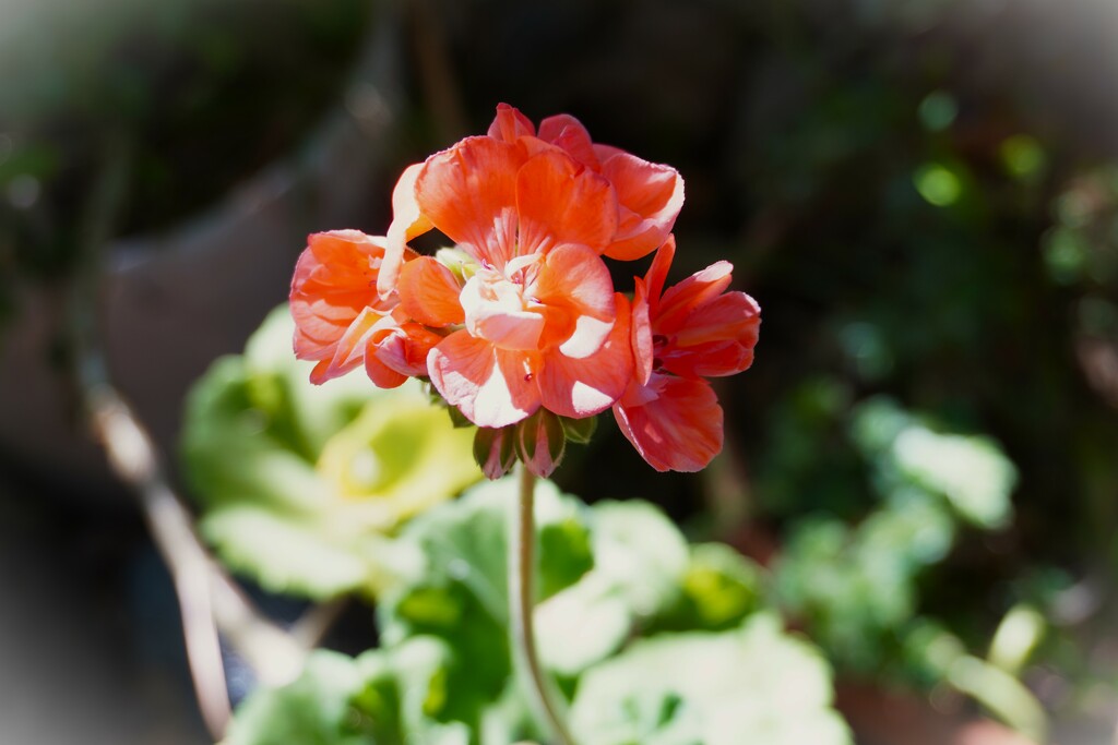 Radiant Coral Geranium in Sunlight by veronicalevchenko