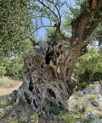 5th Jun 2024 - Olive Tree