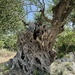 Olive Tree by jeremyccc
