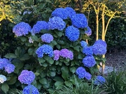 2nd Jun 2024 - Stunning hydrangeas