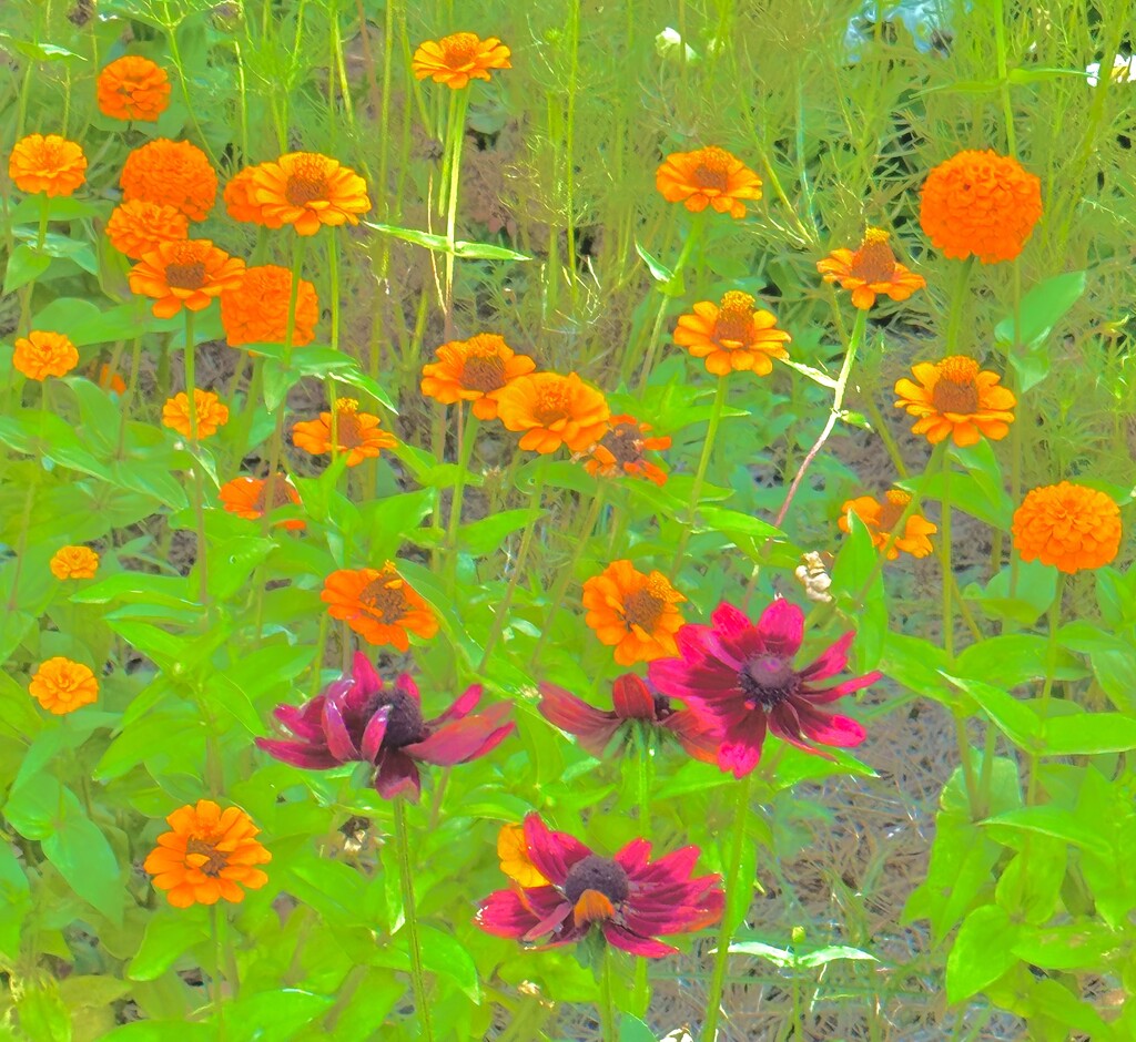 A colorful palette of zinnias and marigolds by congaree