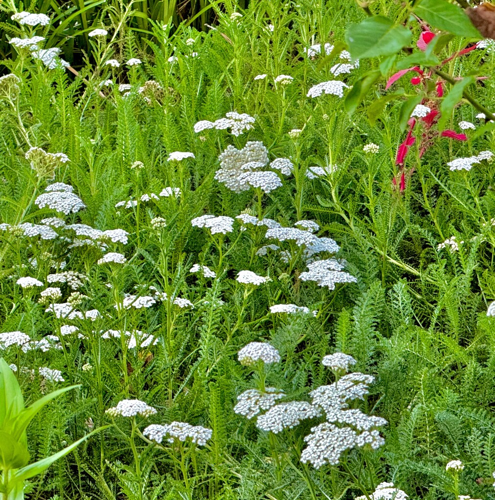 Waves of yarrow  by congaree