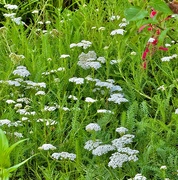 5th Jun 2024 - Waves of yarrow 