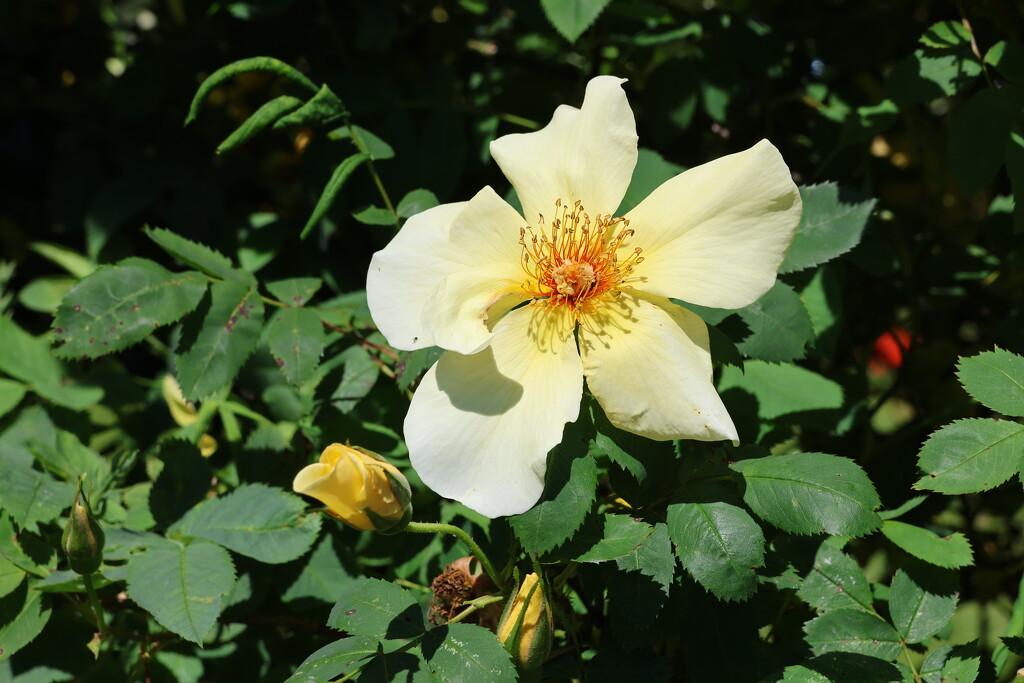 A Field Rose by jamibann