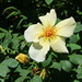 A Field Rose
