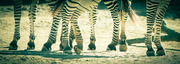 5th Jun 2024 - Herd of Zebras