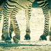 Herd of Zebras by nickspicsnz