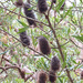 Hedgehog Tree by onewing