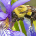 Busy Bee by aydyn