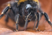 6th Jun 2024 - Bit of a Bumble