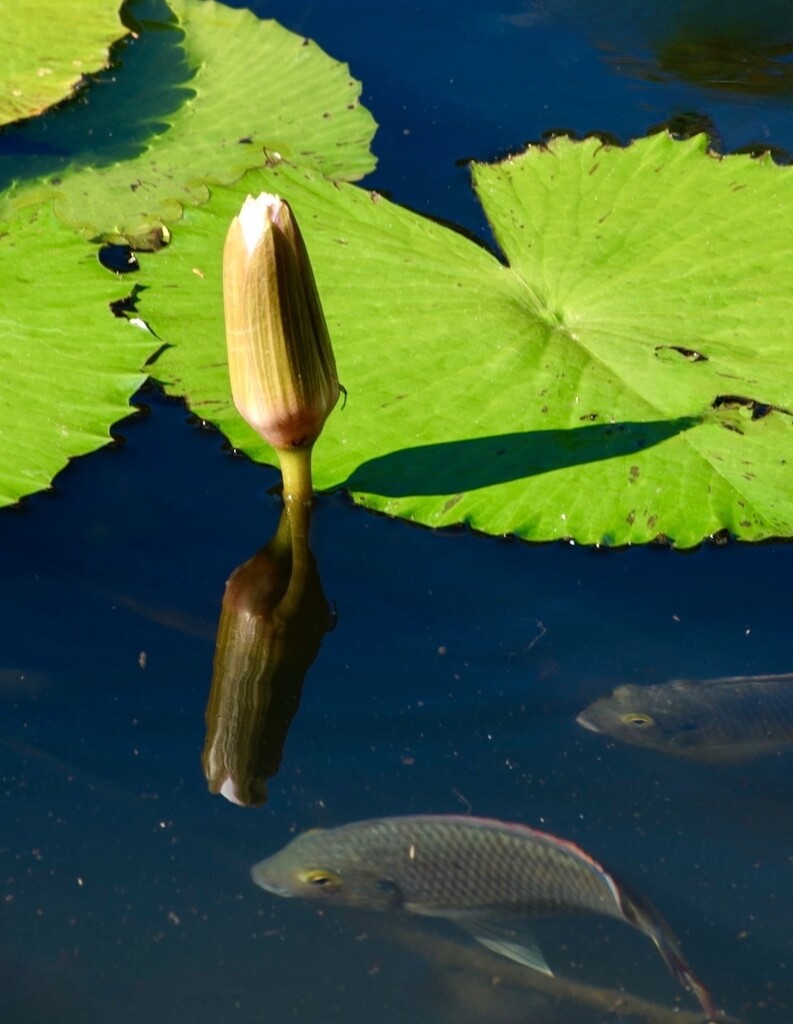Water Lily Bud  by cocokinetic