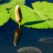 Water Lily Bud 