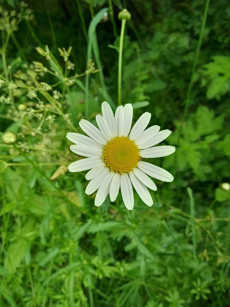 Oxeye Daisy by 365projectorgjoworboys