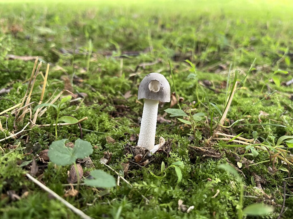 Mushroom  by pej76