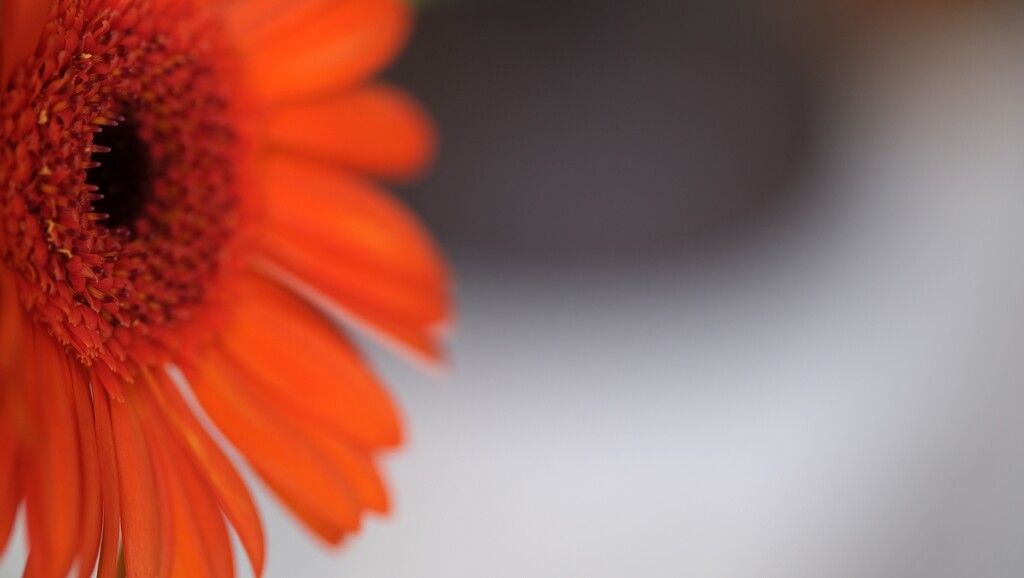 Abstract gerbera by kametty