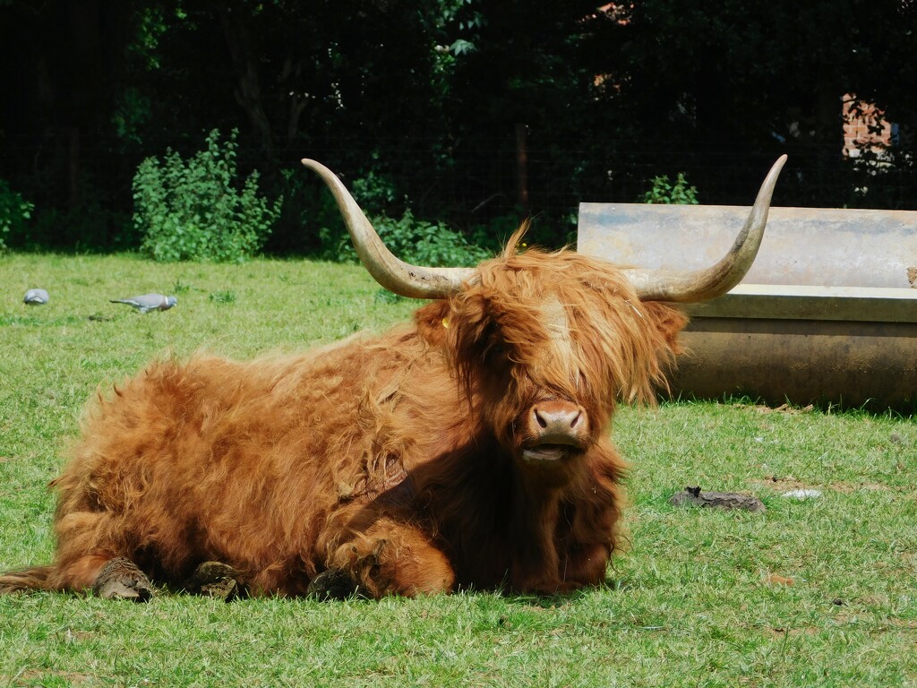 Highland Cow by 365anne