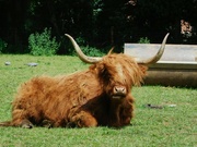 6th Jun 2024 - Highland Cow