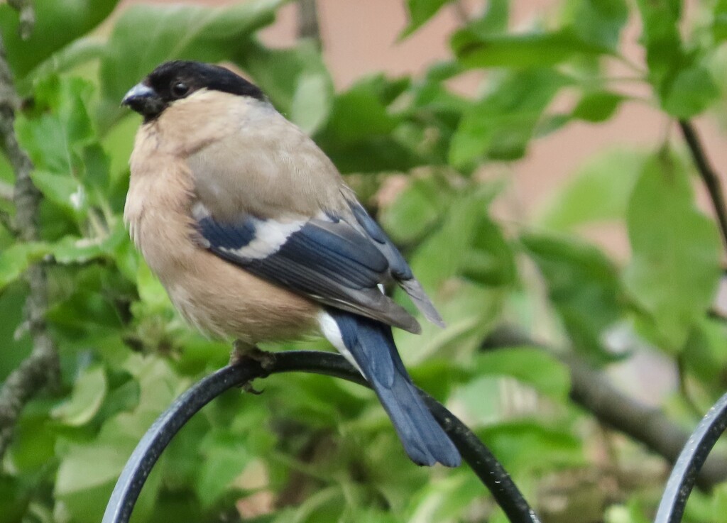 My female bullfinch by orchid99