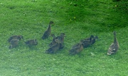 6th Jun 2024 - Mallards 