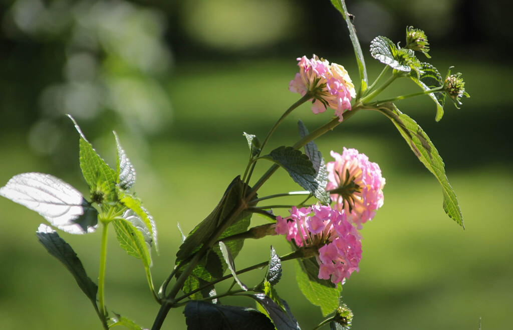 Lantana by mittens