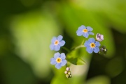 6th Jun 2024 - Forget-Me-Not