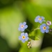 Forget-Me-Not