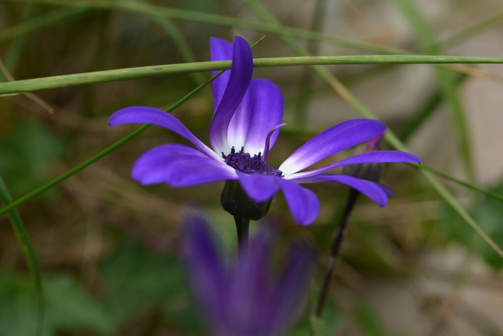 Senetti~~~~~ by ziggy77