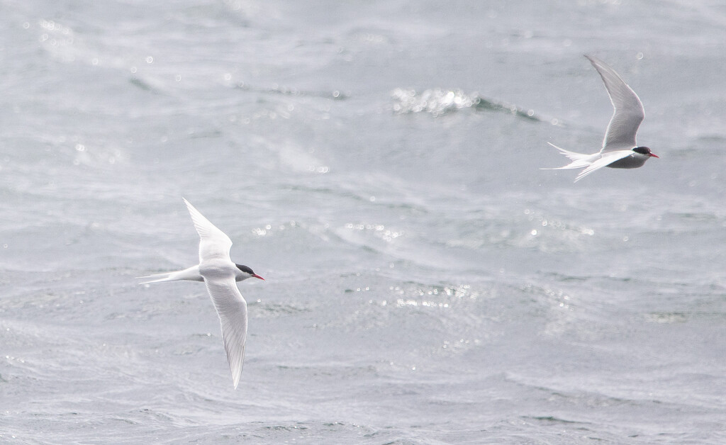 Arctic Terns by lifeat60degrees
