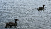 6th Jun 2024 - Greylag Goose