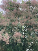 6th Jun 2024 - European Smoke Tree