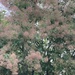 European Smoke Tree by spanishliz