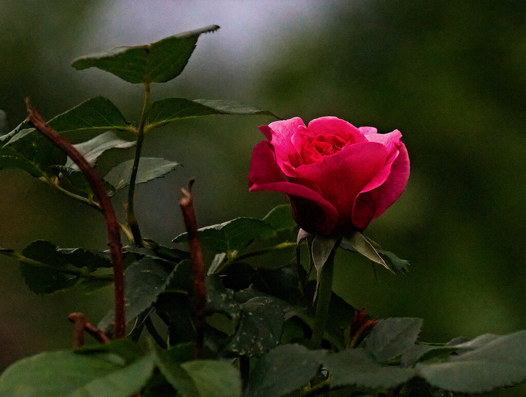 Single Rose Bud  by gardencat