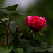 Single Rose Bud  by gardencat
