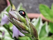 6th Jun 2024 - Day 158/366. Ladybird on Hosta bud.